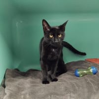 pab28238 Mars, chat à adopter