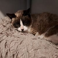 EDEN, chatte à adopter