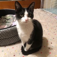 QUEEN, chatte à adopter