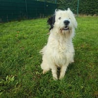 POLUX, chien à adopter