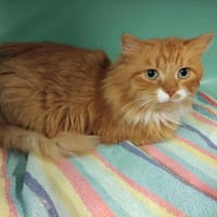 pab28244 Voltaire, chat à adopter