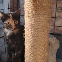 LIARA, chatte à adopter