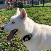 TAÏRO, chien à adopter