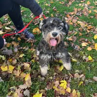 ROCK OAA19882 (réservé), chienne à adopter