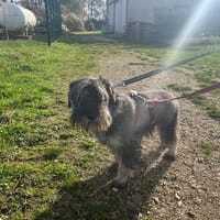 USQUE OAA19874, chienne à adopter