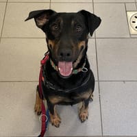 LADIE, chienne à adopter