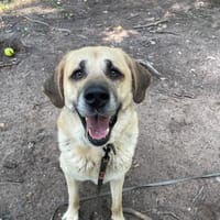 CASPER, chien à adopter