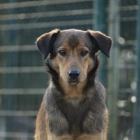 Louba, chienne à adopter
