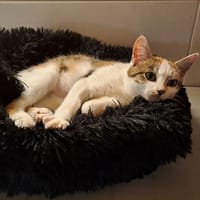 MIELLE, chatte à adopter