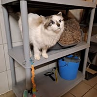 BRANDY, chat à adopter