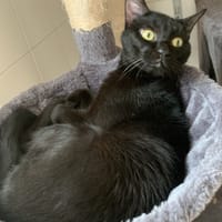 Kikai, chat à adopter