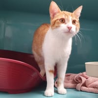 KNOCK KNOCK C, chat à adopter