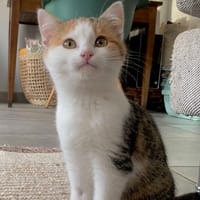Nahele, chatte à adopter