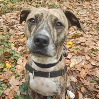 PURPLE, chienne à adopter