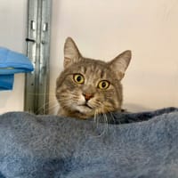 Piwi, chat à adopter