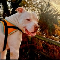 TAYLOR QCN, chien à adopter