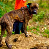 TAYSON QCN, chien à adopter