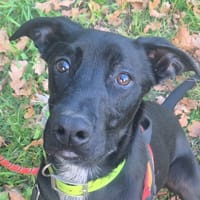 Carbone, chien à adopter