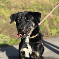 VIKING, chien à adopter