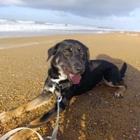 VIKING, chien à adopter