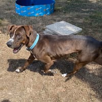 koska, chien à adopter