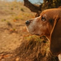 ROLEX QCN, chien à adopter