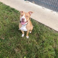 NALA, chienne à adopter