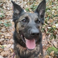 TOMY, chien à adopter