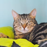 ZIGGY CT, chat à adopter