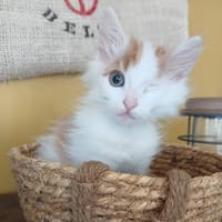 SPARROW, chat à adopter