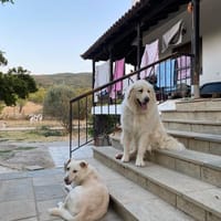 Mr White, chien à adopter