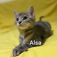 ALSA A l'adoption, chatte à adopter