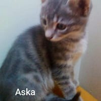 ASKA  A l'adoption, chatte à adopter