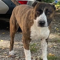 Feneck, chien à adopter