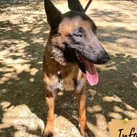 Timo, chien à adopter