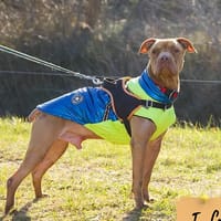 Yoshi, chien à adopter