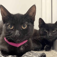 Tiffany, Chucky, Annabelle, Freddy, cat to adopt