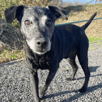 Tad, dog to adopt