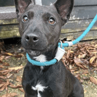Ava, female dog to adopt