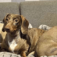 Izzy and Tara, female dog to adopt