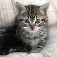 RUMI, chatte à adopter