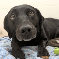 Dolly and Berry, female dog to adopt