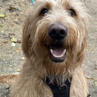 Herbie, dog to adopt