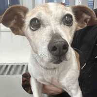 Layla, female dog to adopt