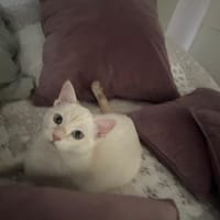 SNEGKA, chatte à adopter