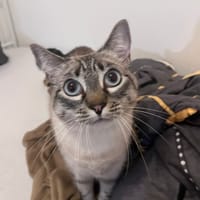 Caline, chatte à adopter