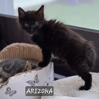 Arizona, chatte à adopter