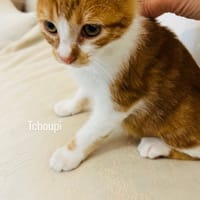 Tchoupi, chat à adopter