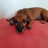 La joyeuse NANY !, chienne à adopter