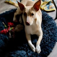 Gribouille, femelle croisée berger, née le 25/10/2024 🐶 ✨, chienne à adopter